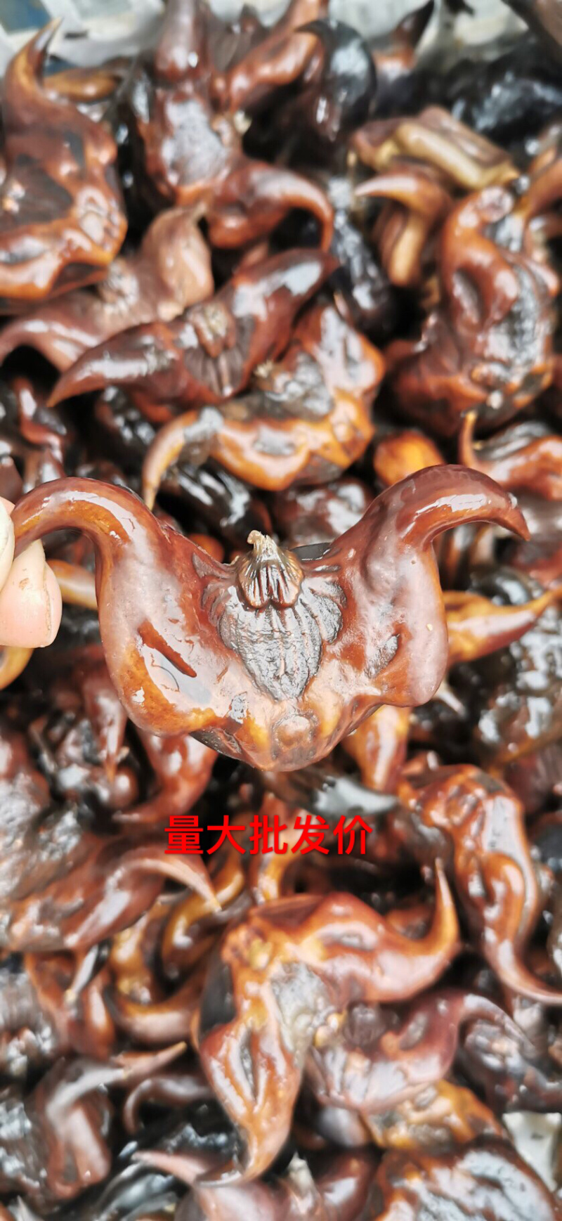 高产菱角早熟菱角特级菱角产地直销自己家种植的