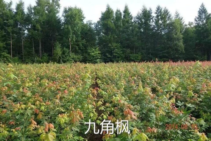 九角枫