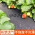 防草布降解除草布PLA透水性超强保湿透气地布地垫