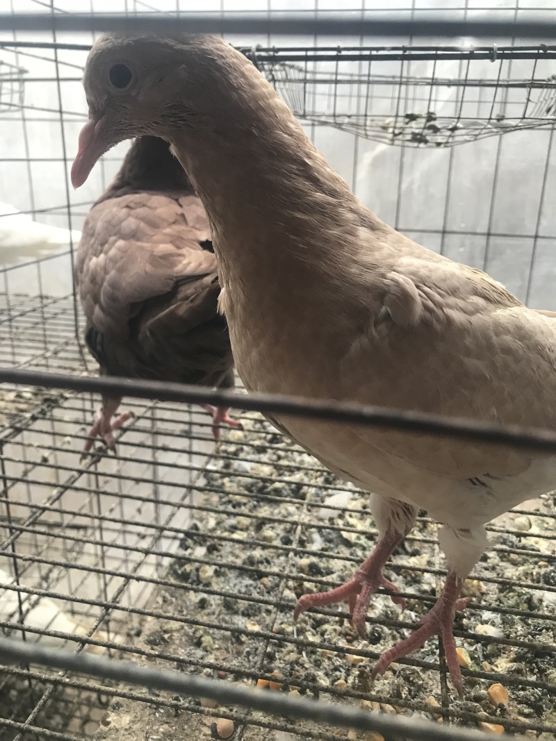 乳鸽鸽厂一手货源常年供应可全国发货品质保证