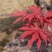 鸡爪槭种子糖槭复叶槭种子青榨槭加拿大糖枫树血皮槭茶条槭种
