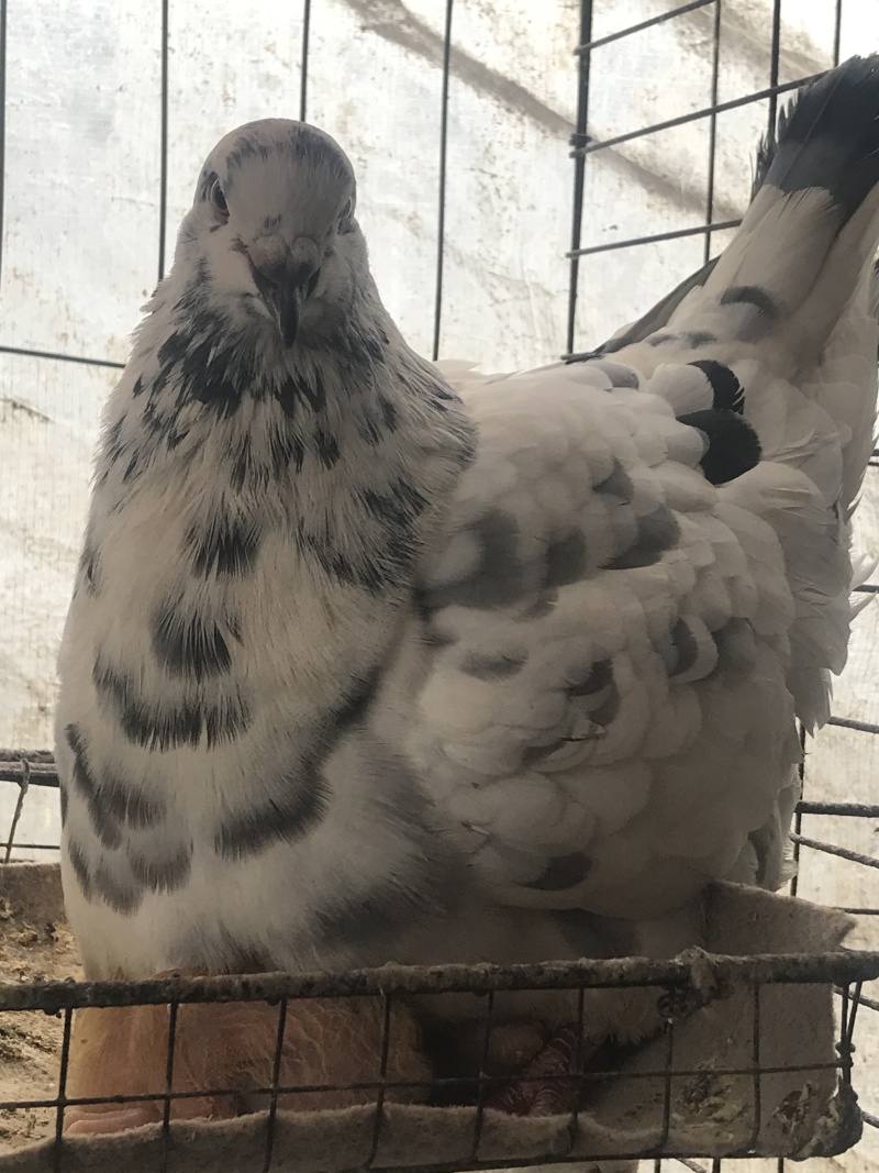 乳鸽鸽厂一手货源常年供应可全国发货品质保证