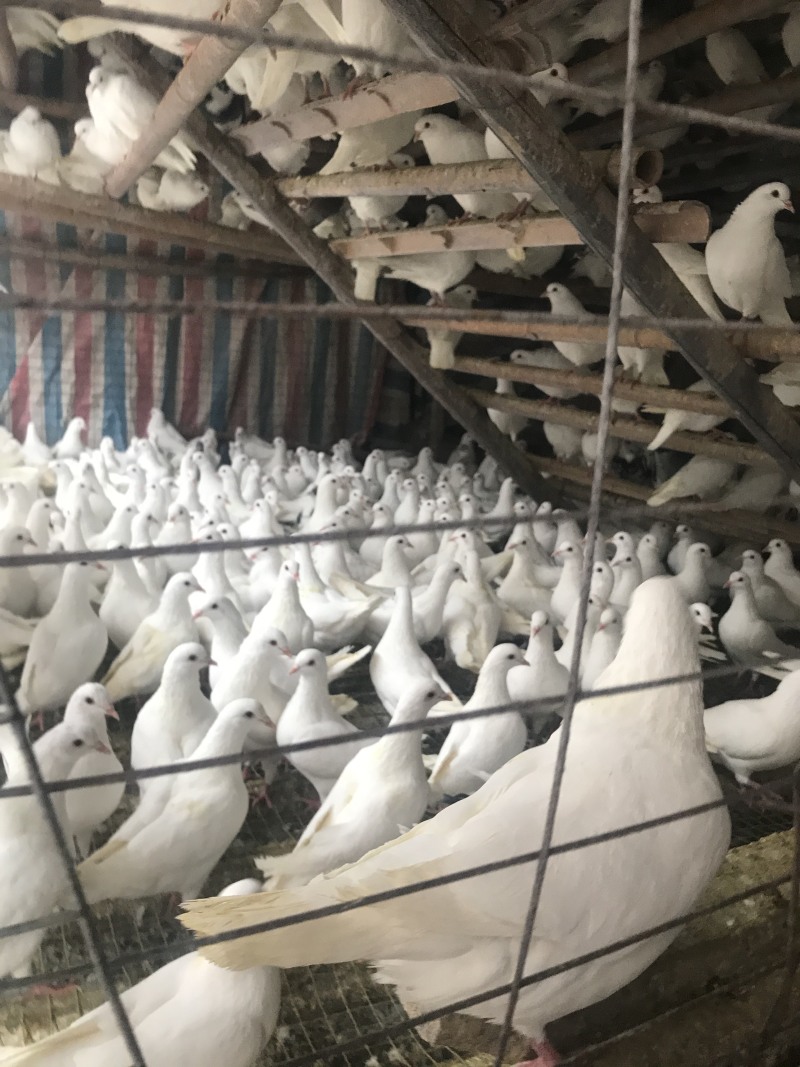 乳鸽鸽厂一手货源常年供应可全国发货品质保证