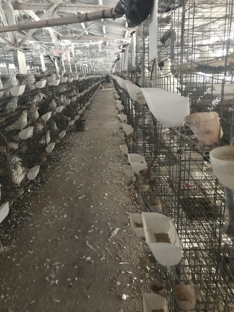 乳鸽鸽厂一手货源常年供应可全国发货品质保证