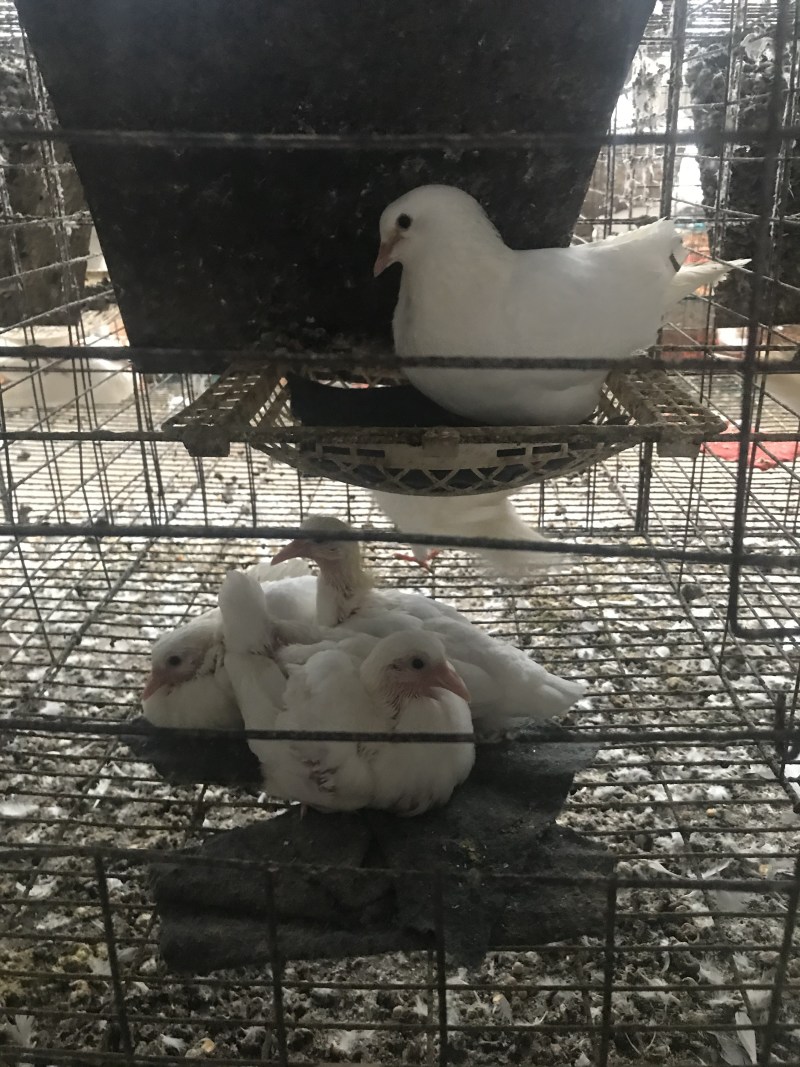 乳鸽鸽厂一手货源常年供应可全国发货品质保证