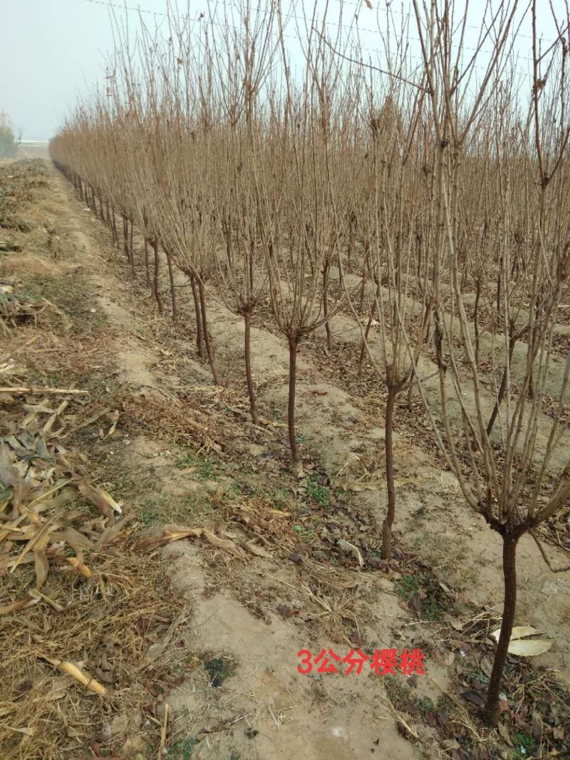 樱桃树苗俄罗斯8号美早砂蜜豆早大果