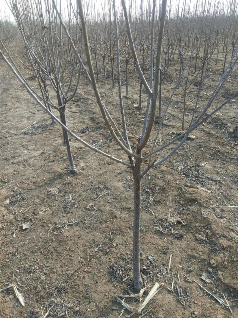 樱桃树苗俄罗斯8号美早砂蜜豆早大果