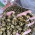 霍山仿野生铁皮石斛枫斗水草