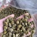 霍山仿野生铁皮石斛枫斗水草