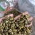 霍山仿野生铁皮石斛枫斗水草