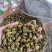 霍山仿野生铁皮石斛枫斗水草