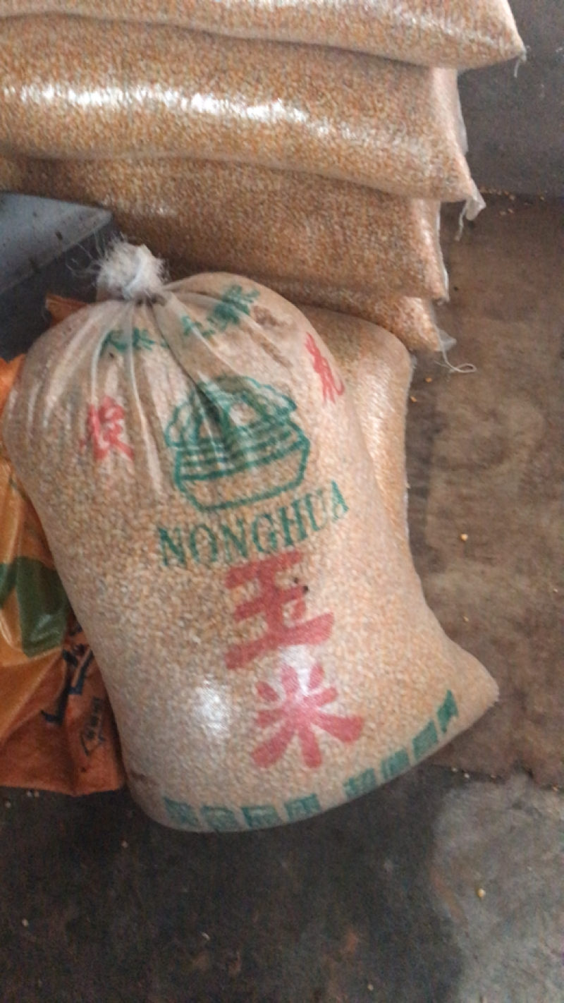 乳鸽鸽厂一手货源常年供应可全国发货品质保证