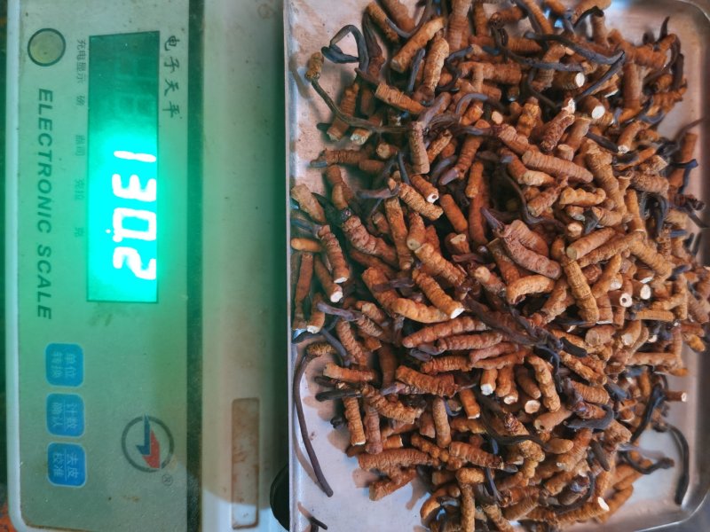 冬虫夏草西藏那曲一克3条2条断草肉草50克起送礼盒