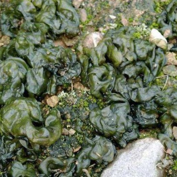 地木耳地衣雷公菌