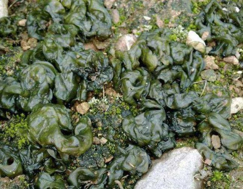 地木耳地衣雷公菌