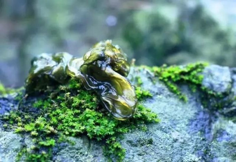 地木耳地衣雷公菌