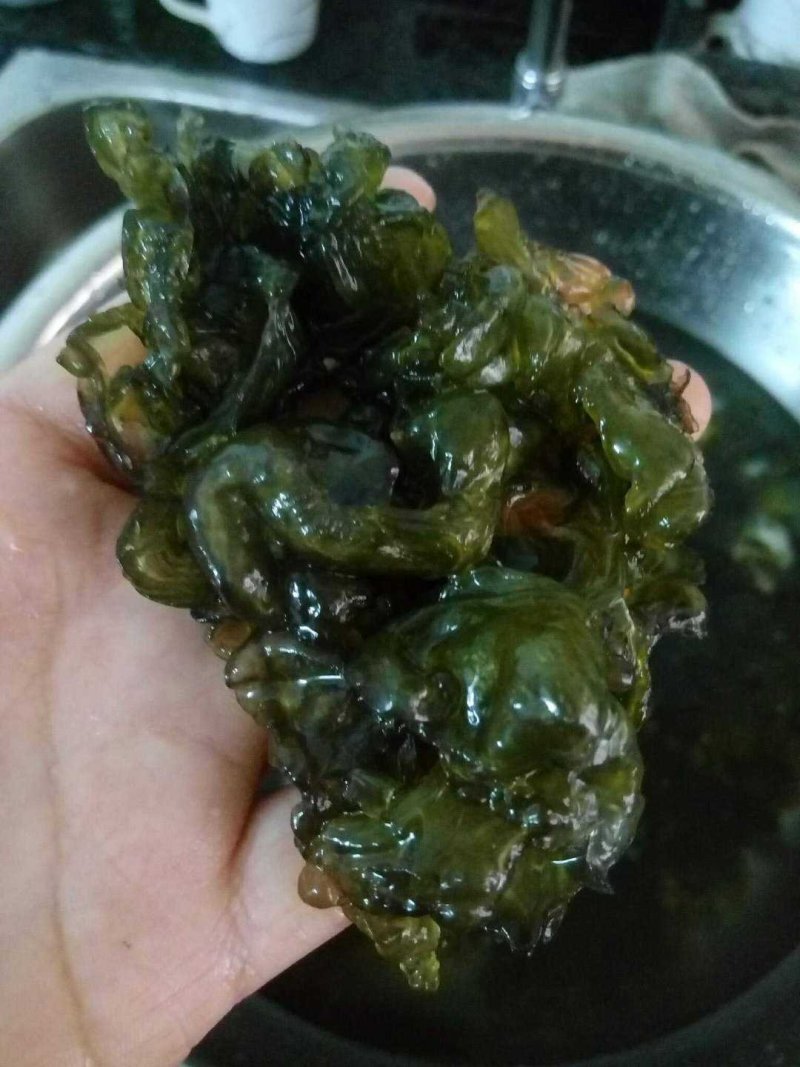 地木耳地衣雷公菌