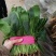 菠菜大叶菠菜产地河北邯郸蔬菜基地物流园量大优惠