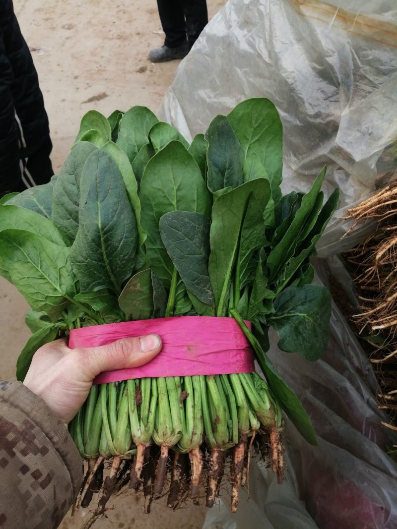 菠菜大叶菠菜产地河北邯郸蔬菜基地物流园量大优惠