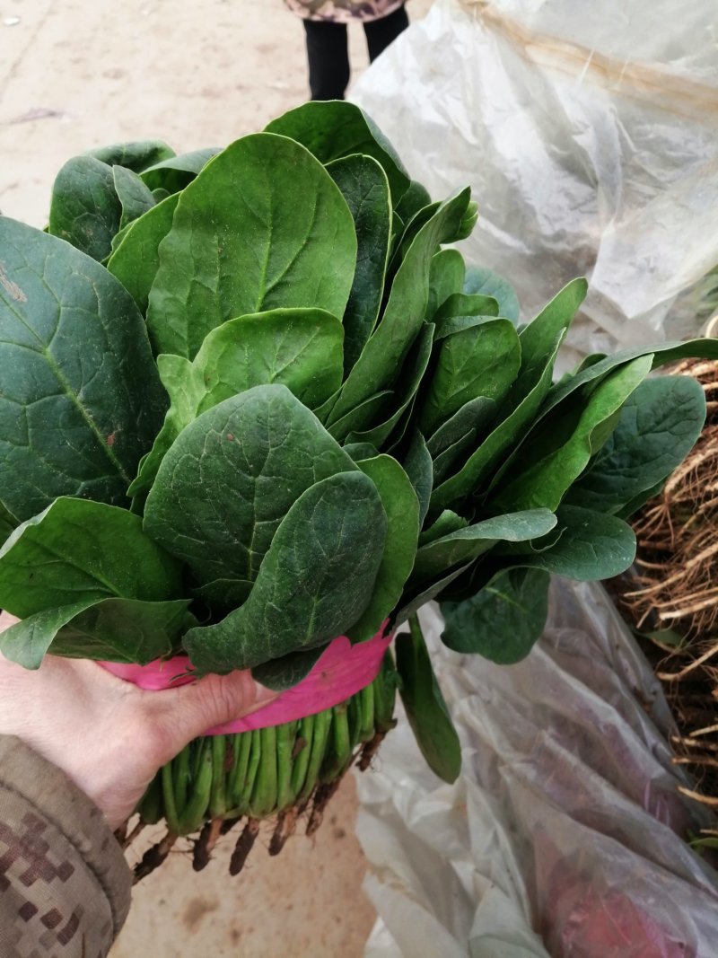 菠菜大叶菠菜产地河北邯郸蔬菜基地物流园量大优惠