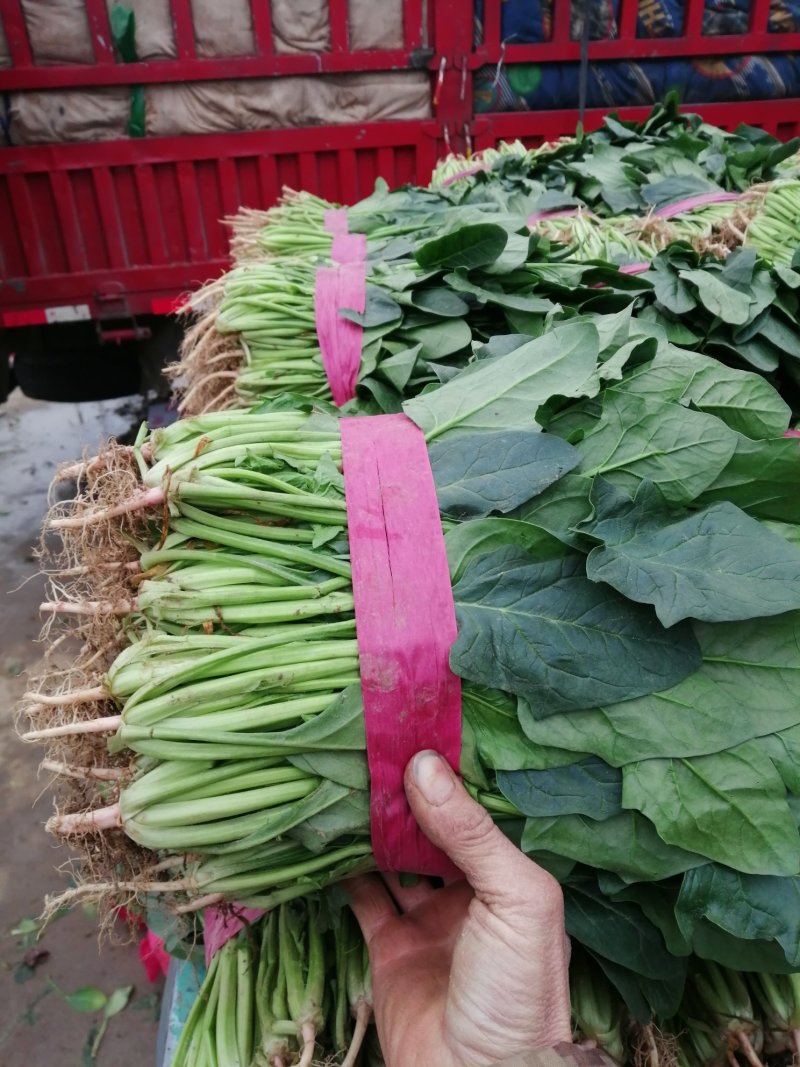 菠菜大叶菠菜产地河北邯郸蔬菜基地物流园量大优惠