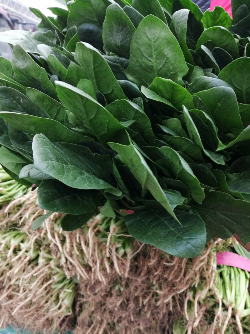 菠菜大叶菠菜产地河北邯郸蔬菜基地物流园量大优惠