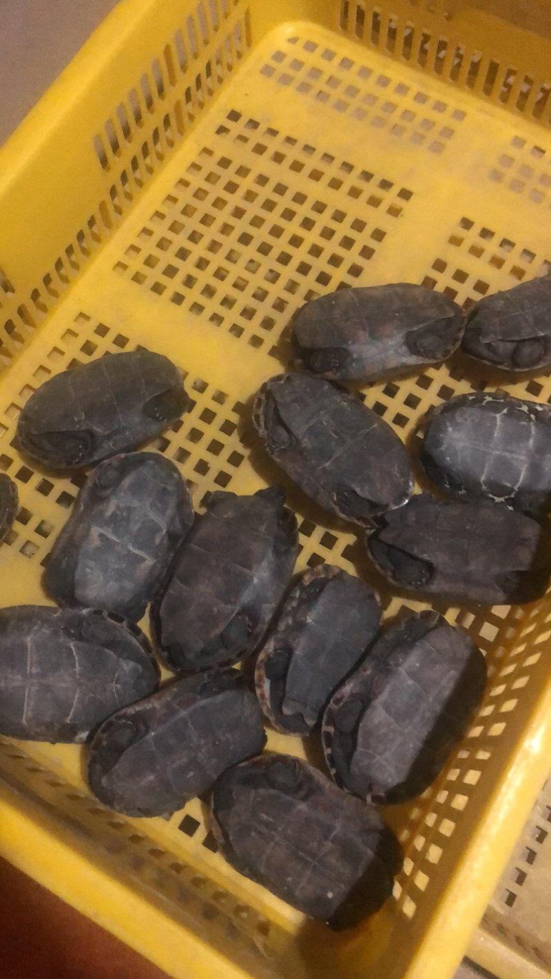 外塘冷水0.4斤的墨龟大量到货批发零售