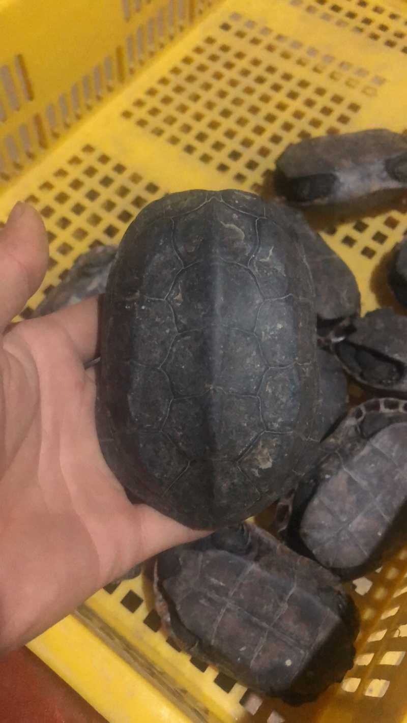 外塘冷水0.4斤的墨龟大量到货批发零售