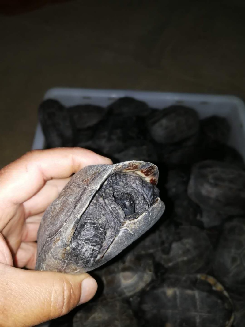 外塘冷水0.4斤的墨龟大量到货批发零售