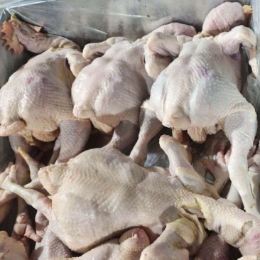 肉食白条鸡，量大可议价，一级货，全净膛，干货，(国产)