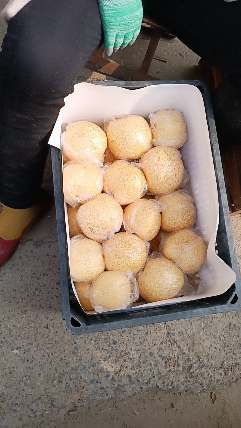 砀山梨，果面干净，口感脆甜，水分充足。