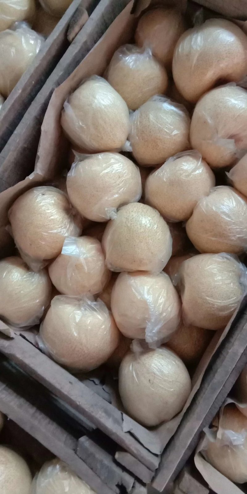 砀山梨，果面干净，口感脆甜，水分充足。