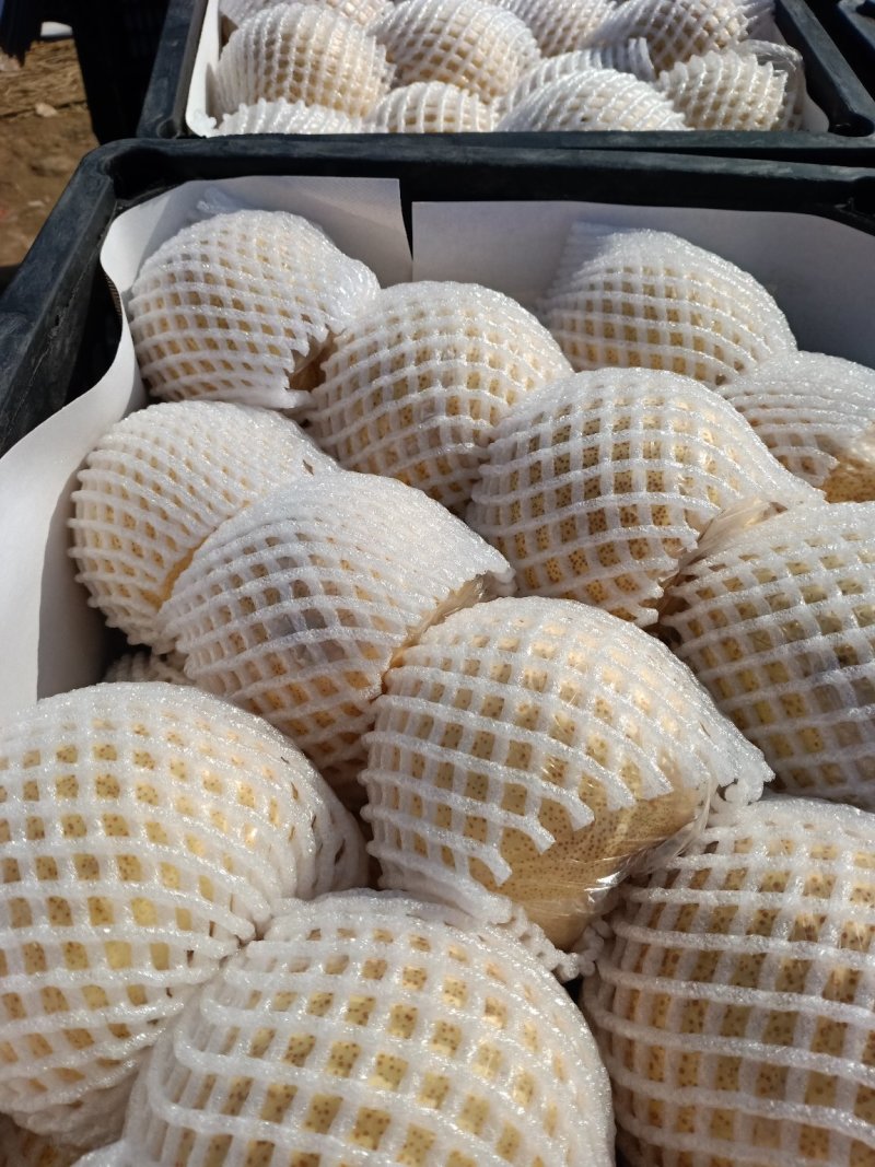 砀山梨，果面干净，口感脆甜，水分充足。