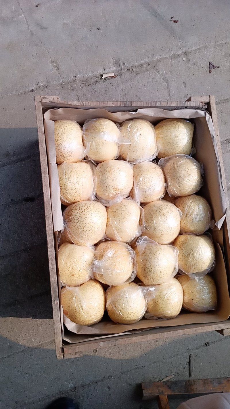 砀山梨，果面干净，口感脆甜，水分充足。