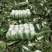陆地小黄心大白菜大量上市3-5斤支持各种包装
