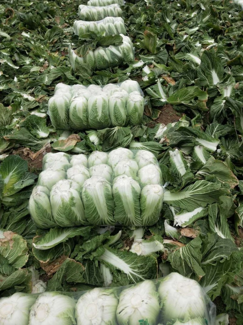 陆地小黄心大白菜大量上市3-5斤支持各种包装