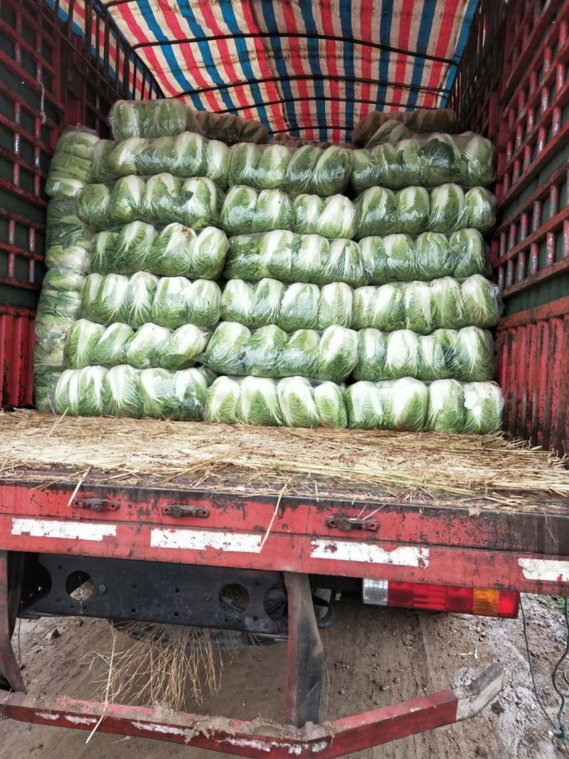 陆地小黄心大白菜大量上市3-5斤支持各种包装