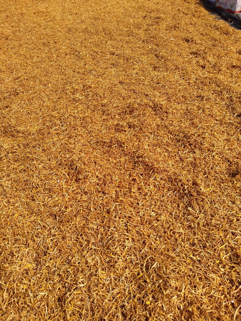 黄花菜一级白条/颜色一致/产地直销/量大从优