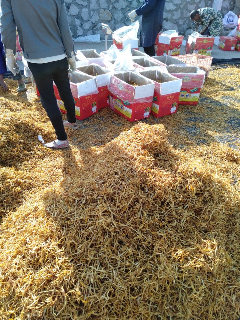 黄花菜一级白条/颜色一致/产地直销/量大从优
