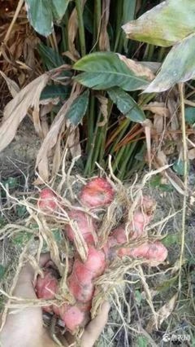 正宗野生南姜食用或者加工产地直发