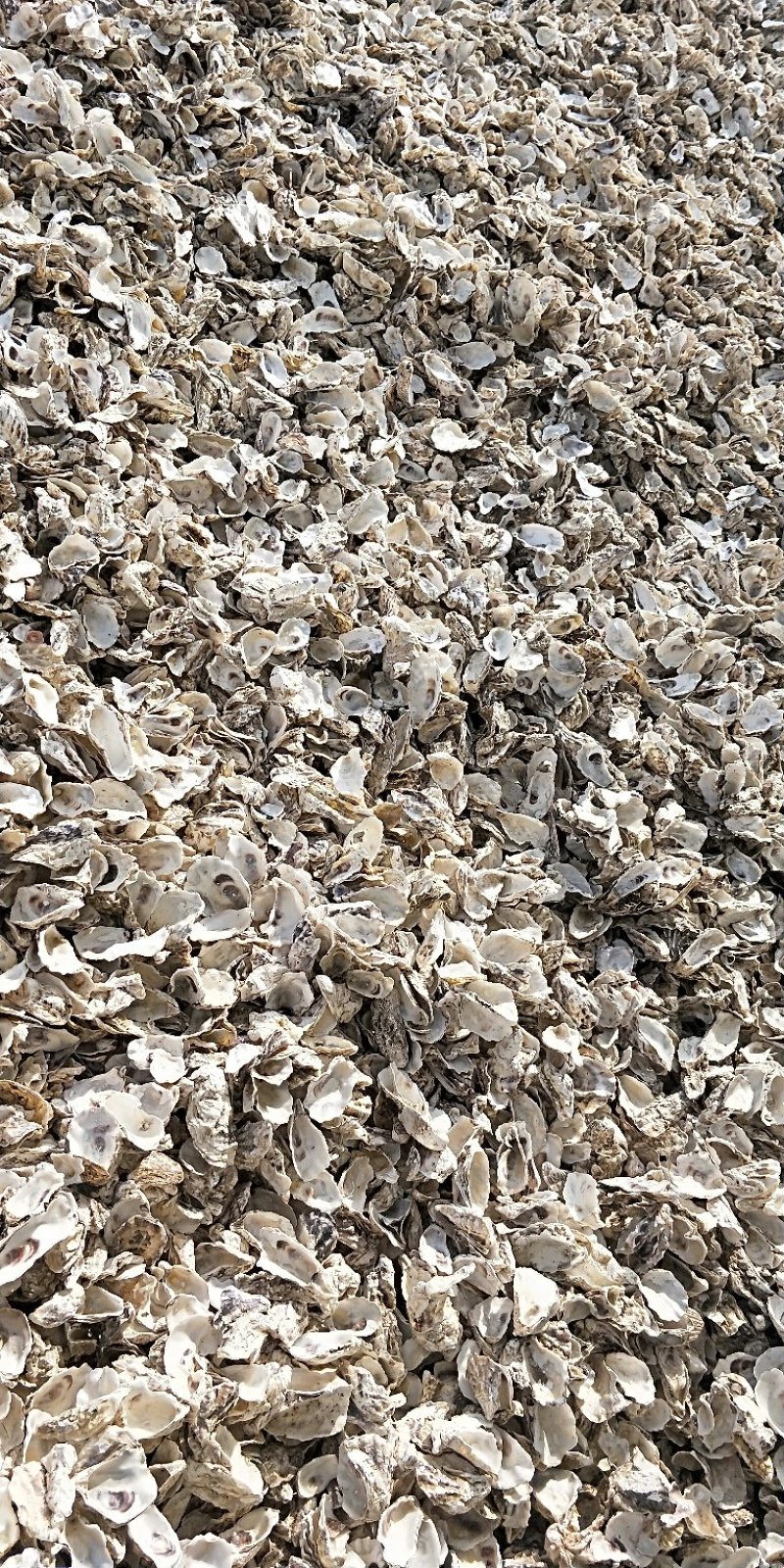 药用牡蛎水洗牡蛎壳颗粒