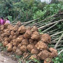自家桂花基地处理一批八月桂