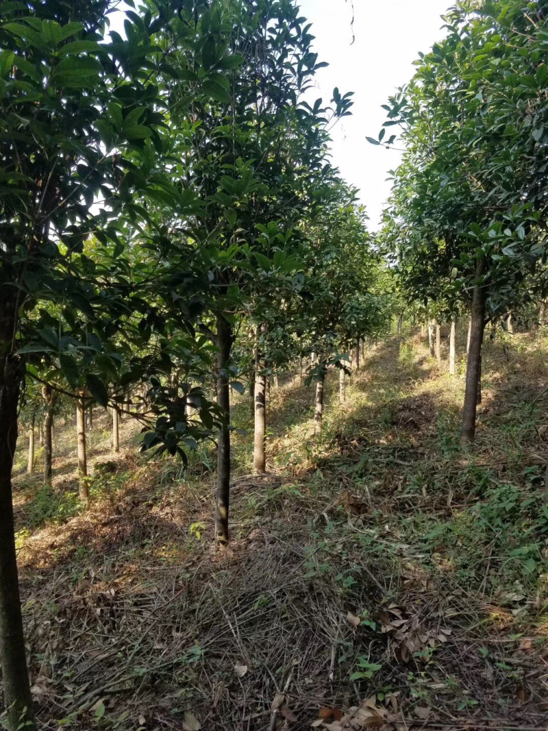 自家桂花基地处理一批八月桂