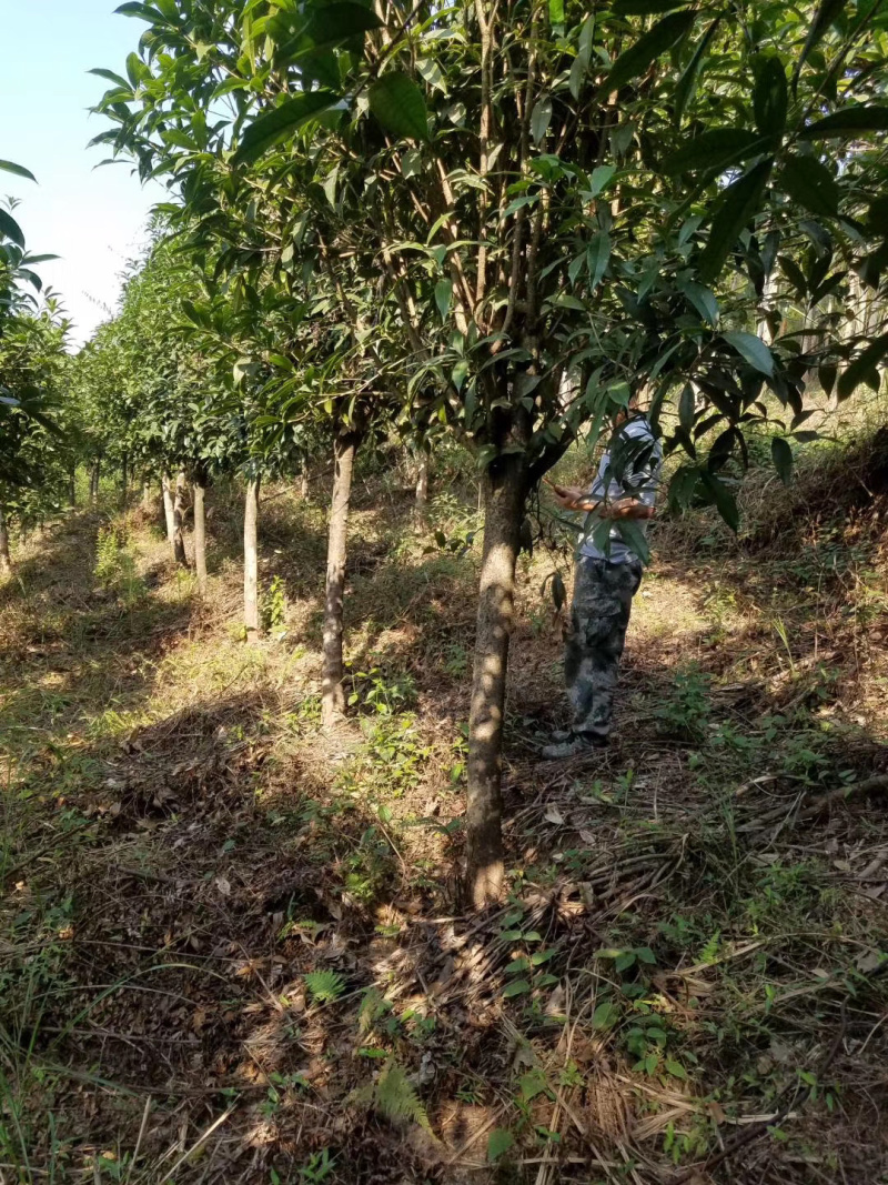 自家桂花基地处理一批八月桂
