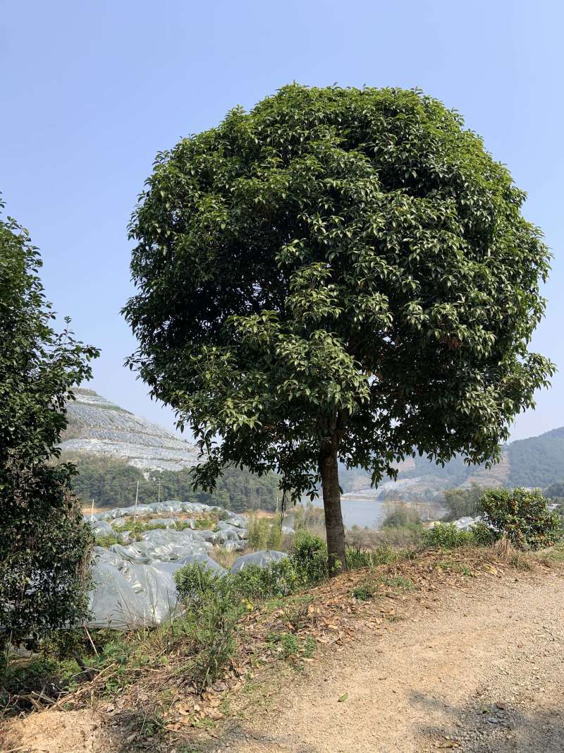 自家桂花基地处理一批八月桂