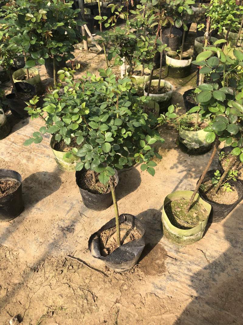 基地直销江苏高杆月季地径2到5公分代发全国