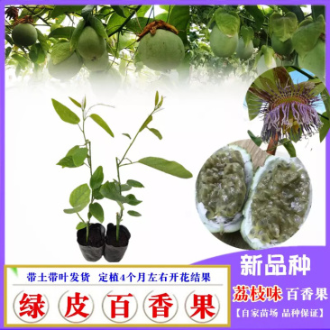 木瓜百香果荔枝味百香果苗台农百香果苗芭乐味黄金百香果苗