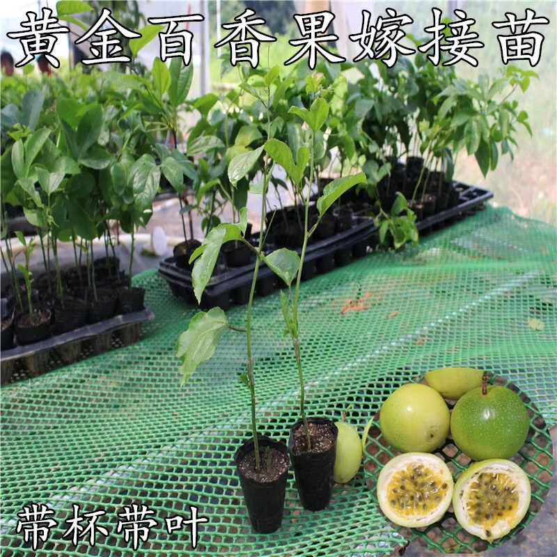 木瓜百香果荔枝味百香果苗台农百香果苗芭乐味黄金百香果苗