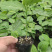木瓜百香果荔枝味百香果苗台农百香果苗芭乐味黄金百香果苗