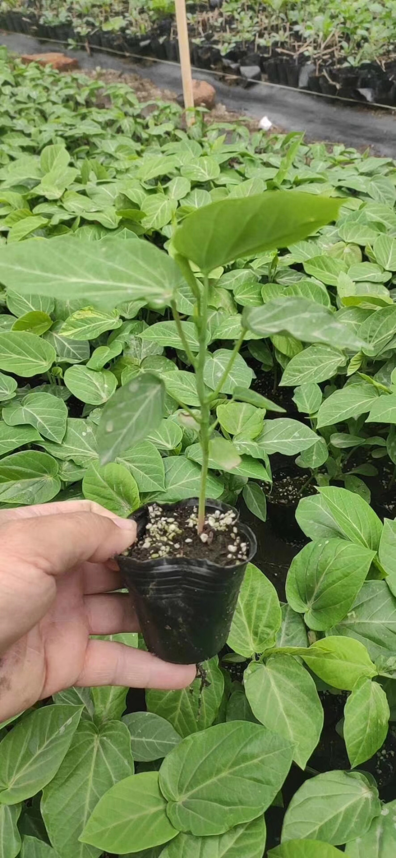 木瓜百香果荔枝味百香果苗台农百香果苗芭乐味黄金百香果苗